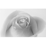 Unitile 010301001884 Декор Камелия 250х400 чёрный 01 Unitile 010301001884 Декор Камелия 250х400 чёрный 01
